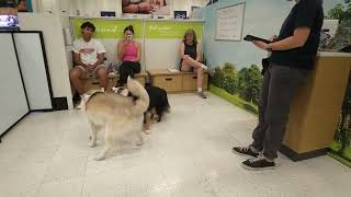 Shadow playing with another dog at his graduation obedience training