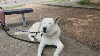 timber wolf at the lake in texas