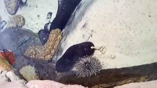 sea cucumber's doing the big POOP  :