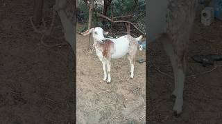 white Goat #shortvideo #goat