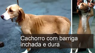 Cachorro com barriga inchada e dura - causas