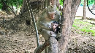 Daily Life Wild Monkeys Living In The Jungle