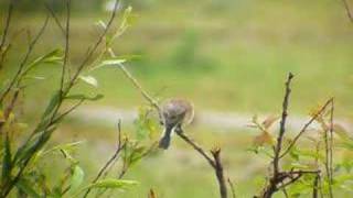 Red-Backed Shrike, Maasvlakte