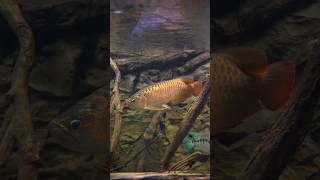 Indonesian Super Red Arowana in 2000 gallon aquarium 🐉🌶🔥 #arowana #asianarowana #arowanasuperred