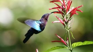 Planting for Pollinators: Welcoming Hummingbirds, Bees, and Butterflies to Your Home Garden