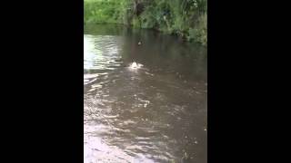 Springer spaniel