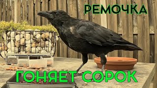 РЕМОЧКА ГОНЯЕТ НАГЛЫХ СОРОК! #crow #ворона #наблюдение