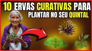 Aprenda como plantar e transforme Seu Jardim em uma Farmácia Natural com Essas 10 Ervas!