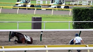 ゴール直後、急に倒れるも起き上がるバンブトンプロ 武士沢騎手めっちゃ痛そう 2022.9.3 新潟競馬2R