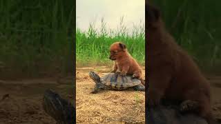 Adorable Turtle And Puppy Playing Together! - Animal Video