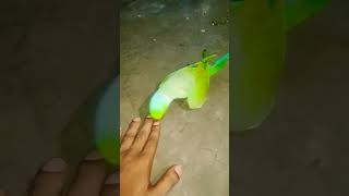 my titu play games with my hand #trending #parrot#viral