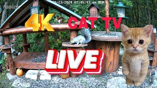 Chipmunks Squirrels and Birds in a Sanctuary in the forest . Cat and Dog Tv #squirrel