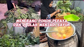 TEBANG POHON PEPAYA❗️MASAK PEPAYA BUMBU KUNING, OSENG PARE, LALAP DAUN PEPAYA#pepaya