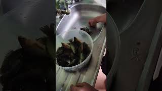 pemburu ikan puyu/betok #ikanbetok #ikanpuyu #ikan