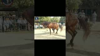 akbar ghoda | horse dance dhamal marwari #horsedance #shorts #short