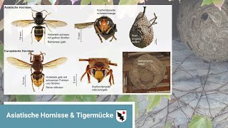 Asiatische Hornissen und Tigermücken in Aesch gesichtet - Birsstadt-TV Aesch