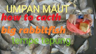 DIY - UMPAN Terbaik Mancing BARONANG| How to Cacth Big Rabbitfish or Samaral  | Danggit Fishing