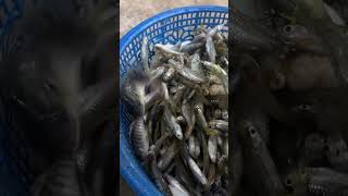 Melimpah ikan hasil perangkap bubu payung #banyakikan #bubupayung