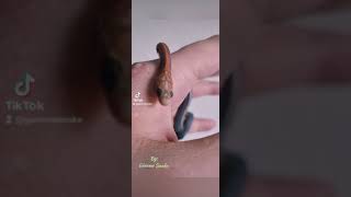 scaleless énigme serpent des blés