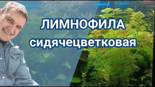 Красивое аквариумное растение, способное за 7 дней заполнить всё свободное пространство аквариума