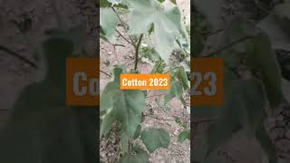 Cotton Crop 2023 Condition