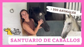 SANTUARIO de ANIMALES 🐴 ME EMOCIONO con la HISTORIA de ESTE CABALLO | TODOS los CABALLOS del MUNDO