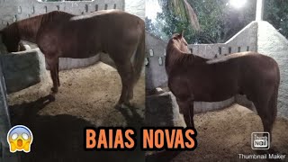 mostrando as baías dos cavalos 🐎