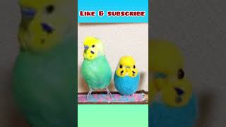 Super cute 🥰 budgie bobbing his head #cute #viral #birds #shorts