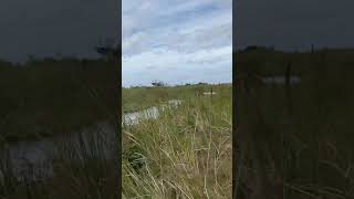 Python hunting off airboats