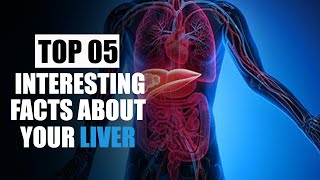 Top 5 Interesting Facts About Your  Liver - What does the liver do?