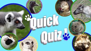 Quick Quiz: Lemur!