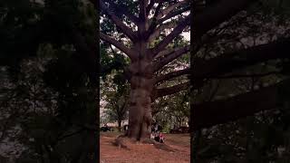 It looks like the tree in the movie Avatar, Lalbagh ￼#shorts