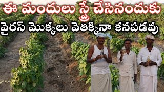 నా మిరప పంటలో ఒక్క వైరస్ మొక్క కూడా లేదు #2043 #nikitha_oils #నికిత_నూనెలు #vairas_control #ముడత