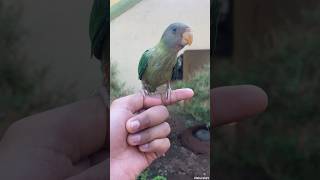 Parrot Chirping sound #shorts