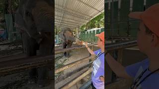 Feeding an Elephant in Phuket Thailand! #shorts #elephant #phuket #thailand