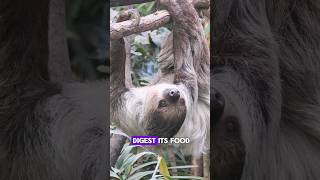 sloth digestion #sloth #funfact #animals #wildlife