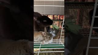 Baby Bunnies Enjoying time with momma rabbit