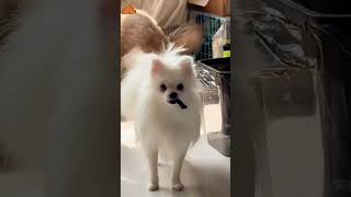 bad cats shit everywhere!! #cat #usa #catfunny #funny #usacats #catvideos #pets #catsusa #funnyvideo