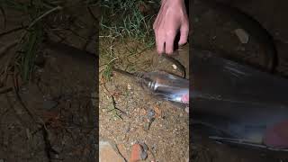 Fish catching 😱😱😱 #fishing #fish #fishing_videos #fishinglife