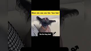 Nhan sắc nghiêng nước nghiêng thùng của các thú cưng | hài hước mọi lúc #funny #shorts