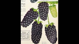 Bonus 3 Arkansas Blackberry Breeding Program Pedigree