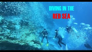 DIVING In The RED SEA/ Hurghada EGYPT