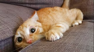 ПРИКОЛЫ С ЖИВОТНЫМИ ДО СЛЕЗ / Смешные КОТЫ 2022 / Приколы с КОТАМИ / Funny ANIMALS video