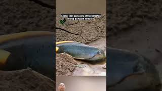 Ikan paru afrika yg mencoba bertahan hidup#shorts#fish #animals #mancing#ikan