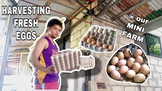 HARVESTING FRESH EGGS AT OUR BACKYARD'S MINI POULTRY FARM WITH @jasonlaureta