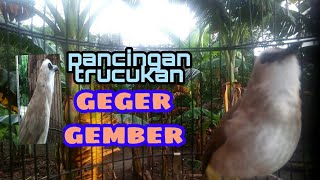 Pancingan trucukan geger gember