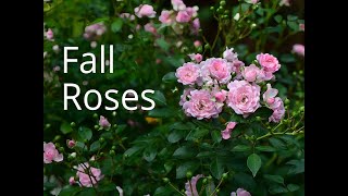 Early Fall Roses