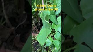 Kidney beans grown in the UK #shorts