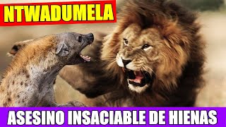 León - NTWADUMELA EL LEÓN MÁS TEMIDO POR LAS HIENAS