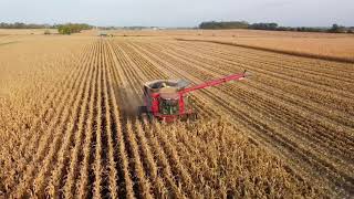 Case Quadtrac and Case 8240 w/ 12 Row Head Picking Corn